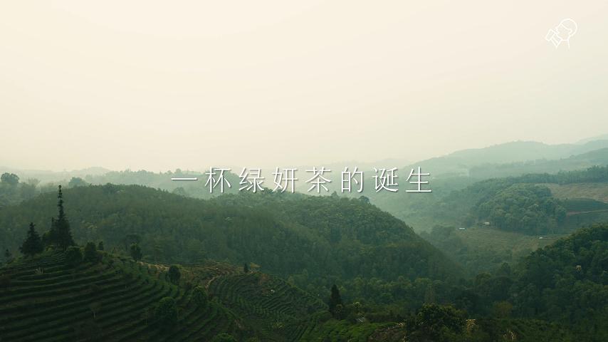 《一杯绿妍茶的诞生》